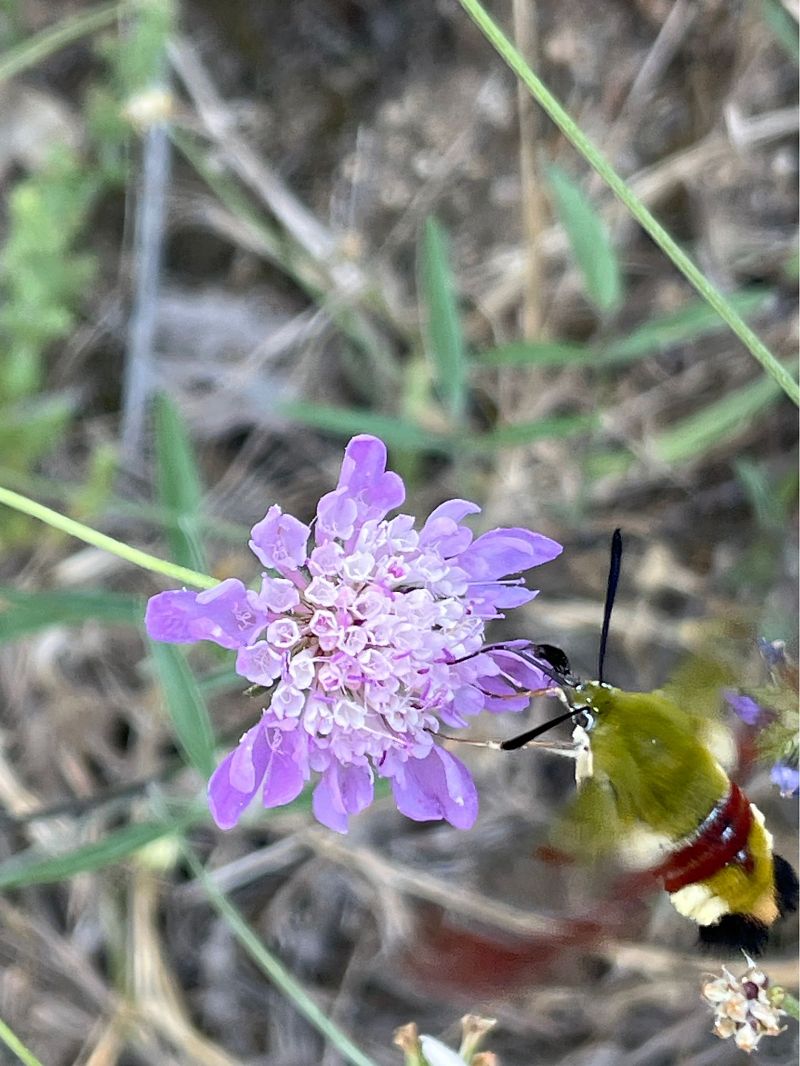 Hemaris fuciformis  - Carlos Alvarez-Cros