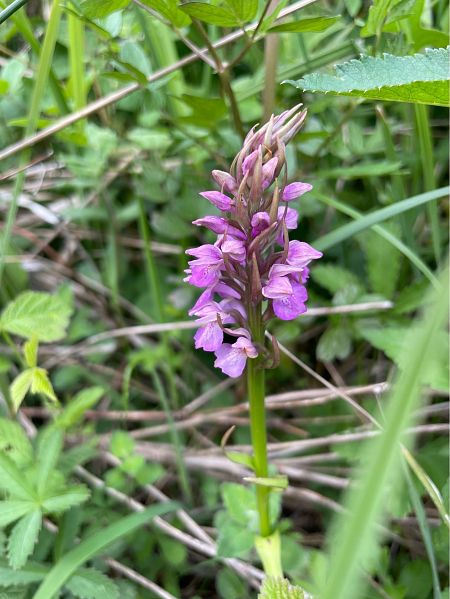 Dactylorhiza praetermissa  - Arthur Léonard