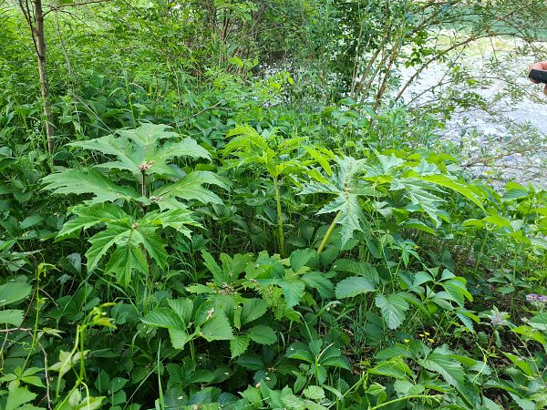 Heracleum mantegazzianum  - Ilaria Antoniutti (FVG)