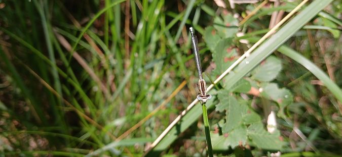 Platycnemis pennipes  - Mara Calvini