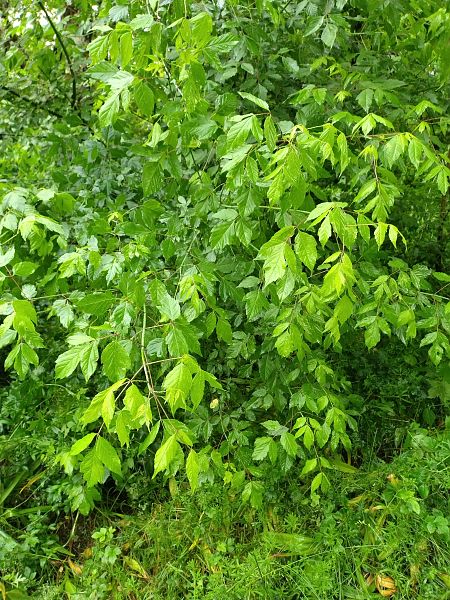 Acer negundo  - Diego Giacomuzzi Cfr (FVG)