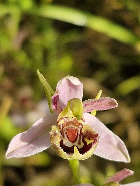 Ophrys apifera var. patinata  - Laurent Bignon