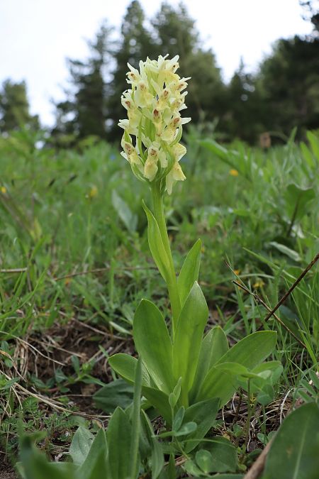 Dactylorhiza sambucina  - Gerard Guillouard