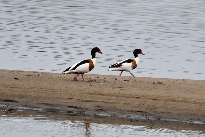 Brandgans  - Paweł Zaniecki