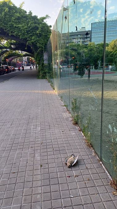 Xoriguer comú  - Ar Barcelona