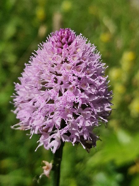 Traunsteinera globosa  - Diane Raibaut