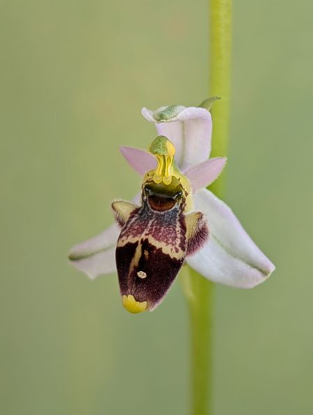 Ophrys santonica  - Delarbre Sébastien