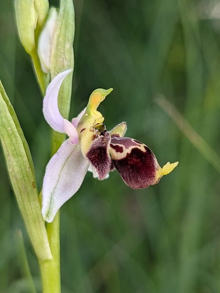 Ophrys santonica  - Delarbre Sébastien