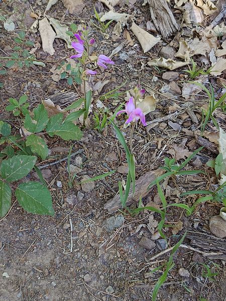 Cephalanthera rubra  - Antoni Sunyer