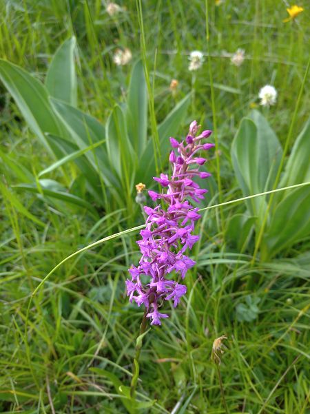 Gymnadenia conopsea  - Michel Bassetti