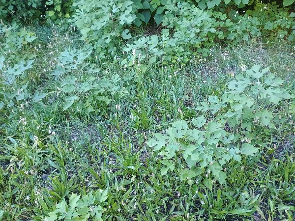Broussonetia papyrifera  - Alexandra Cfr Mareschi (FVG)