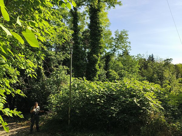 Broussonetia papyrifera  - Elena Cfr Buoro (FVG)