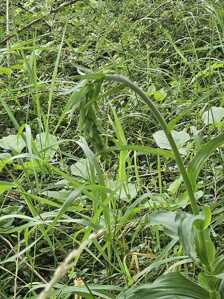 Epipactis indet. group. helleborine  - Francois Schneider