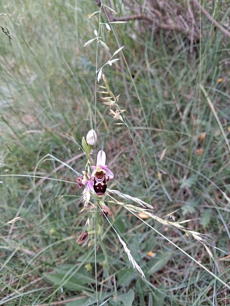 Ophrys scolopax  - Robert Malrieu