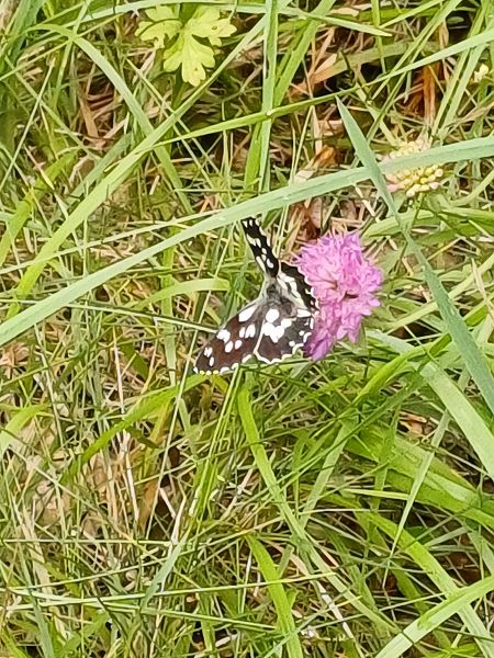 Melanargia galathea  - Sara Stella (FVG)