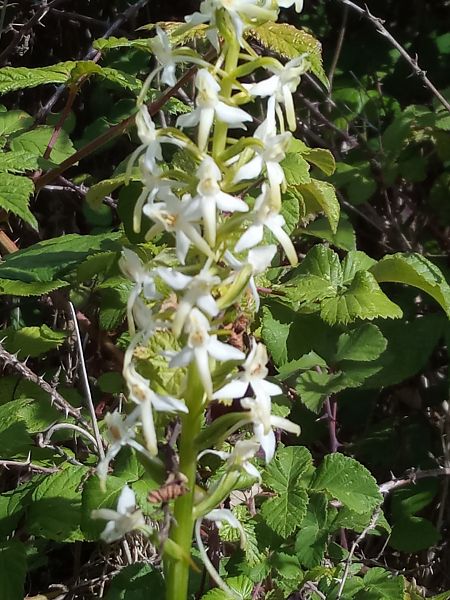 Platanthera bifolia  - Thierry Deschatre