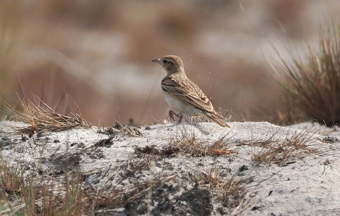 Greater Short-toed Lark  - Michał Baran