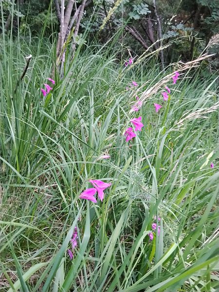 Gladiolus palustris  - Luigi Vatta (FVG)