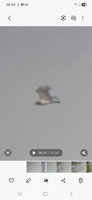 Schlangenadler 