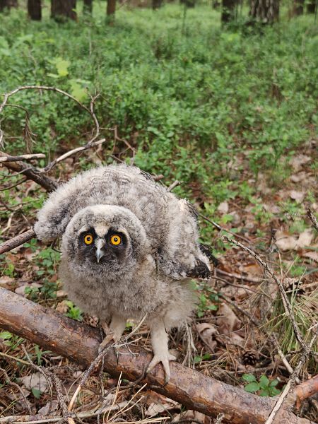 Long-eared Owl  - Ryszard Dworak