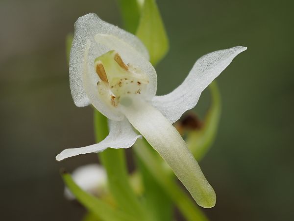 Platanthera chlorantha  - Antoni Sunyer