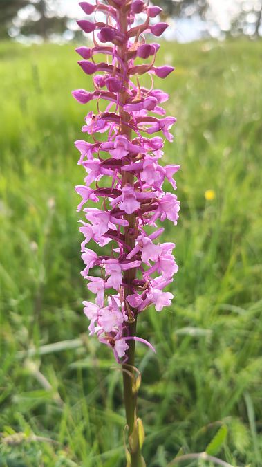 Gymnadenia conopsea  - Enric Bringués
