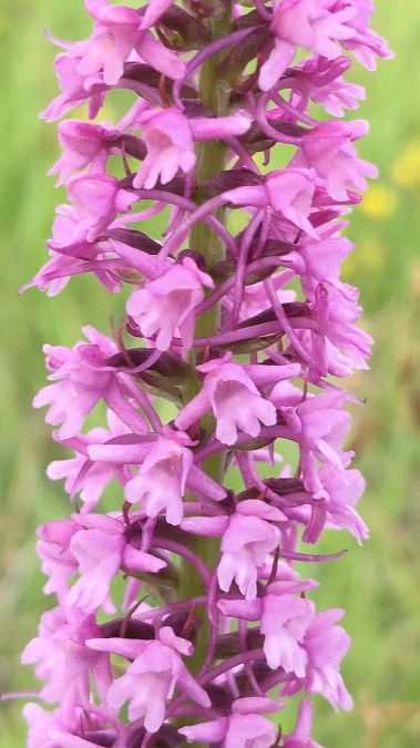 Gymnadenia conopsea  - Enric Bringués