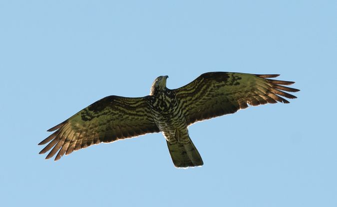 Falco pecchiaiolo  - Roberto Villani