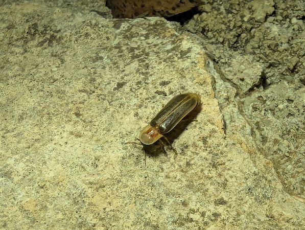 Nyctophila reichii  - Segimon Rovira Comas