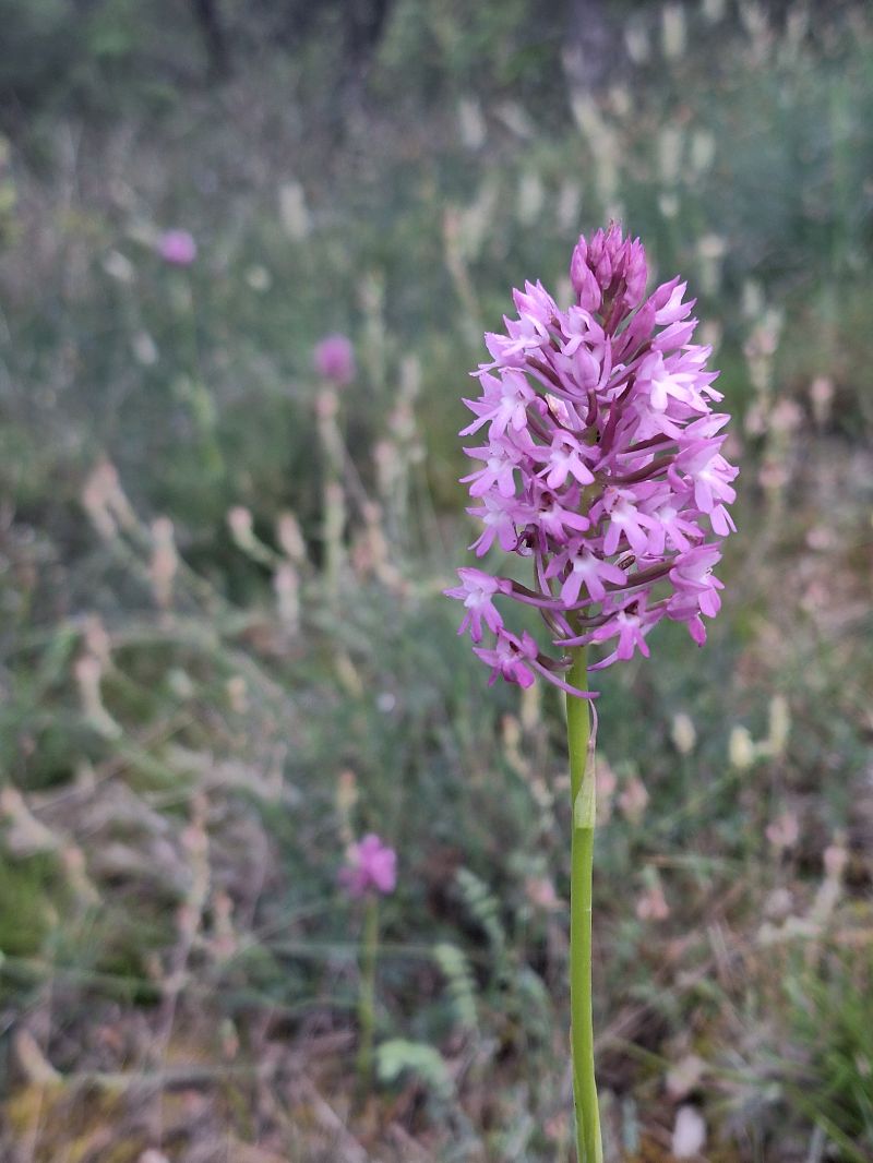Anacamptis pyramidalis  - Oriol Clarabuch