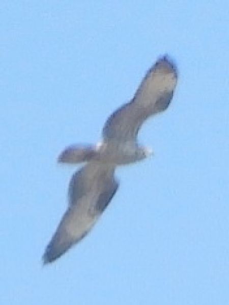 Falco pecchiaiolo  - Massimo Tassinari