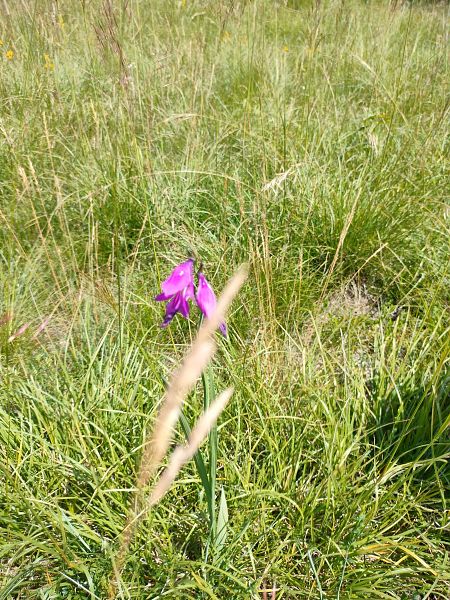 Gladiolus palustris  - Stefano Tolusso (FVG)