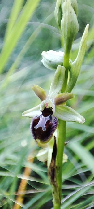Ophrys argensonensis  - Lionel Thomas
