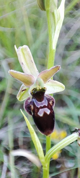 Ophrys argensonensis  - Lionel Thomas