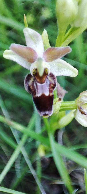 Ophrys argensonensis  - Lionel Thomas