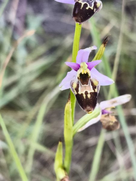 Ophrys fuciflora subsp. souchei  - Richard Fay