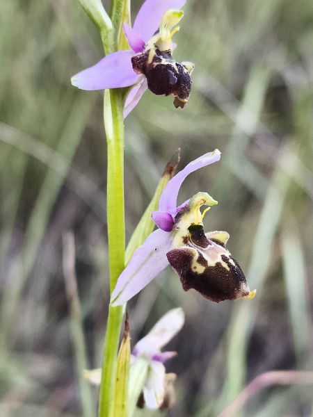 Ophrys fuciflora subsp. souchei  - Richard Fay