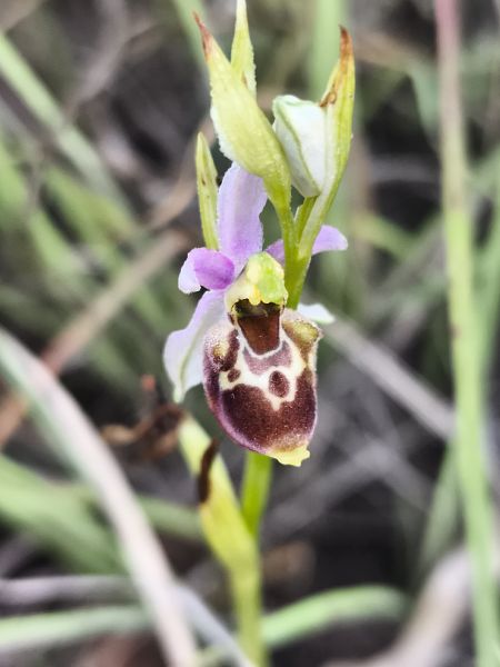 Ophrys fuciflora subsp. souchei  - Richard Fay