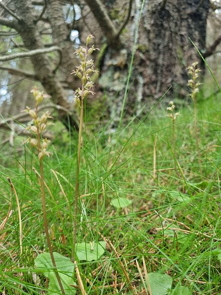 Neottia cordata  - Pere Espinet