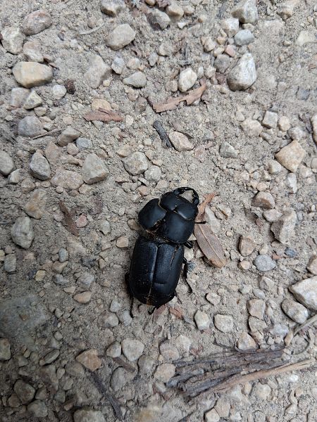 Dorcus parallelipipedus  - Eraztun Berdeko Basozainak Guardas Anillo Verde