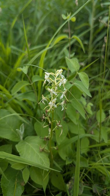 Platanthera bifolia 