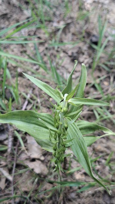 Epipactis helleborine  - Jean-Yves Dubuisson