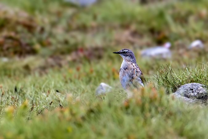 Pipit spioncelle 