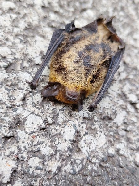 Pipistrellus sp.  - Nicola Larroux
