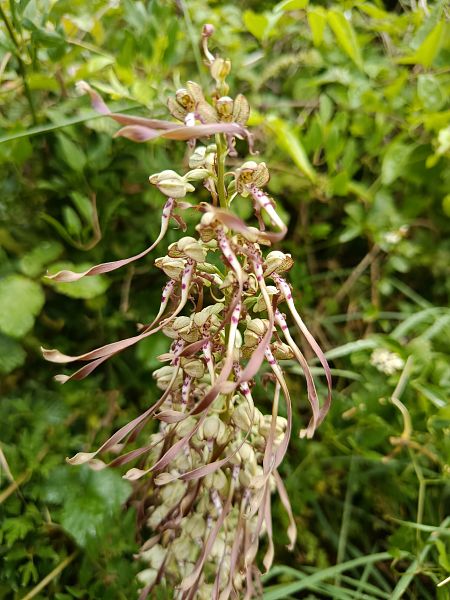 Himantoglossum hircinum  - Céline Gosselin
