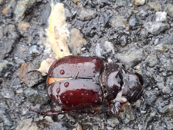 Oryctes nasicornis  - Udo Thoma