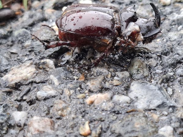 Oryctes nasicornis  - Udo Thoma