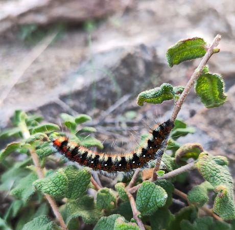 Psilogaster loti  - Loréna Merlino