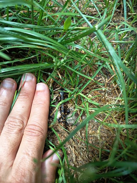 Salamandra comuna  - Carles Durà i Franch