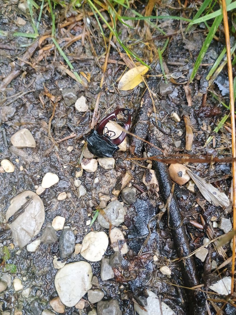 Lucanus cervus  - Alexandra Cfr Mareschi (FVG)